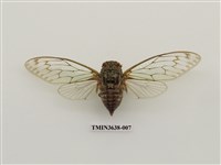 藏品(臺灣騷蟬)的圖片